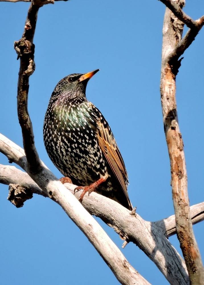Winter European Starling by @herewasthere is licensed under CC BY 2.0